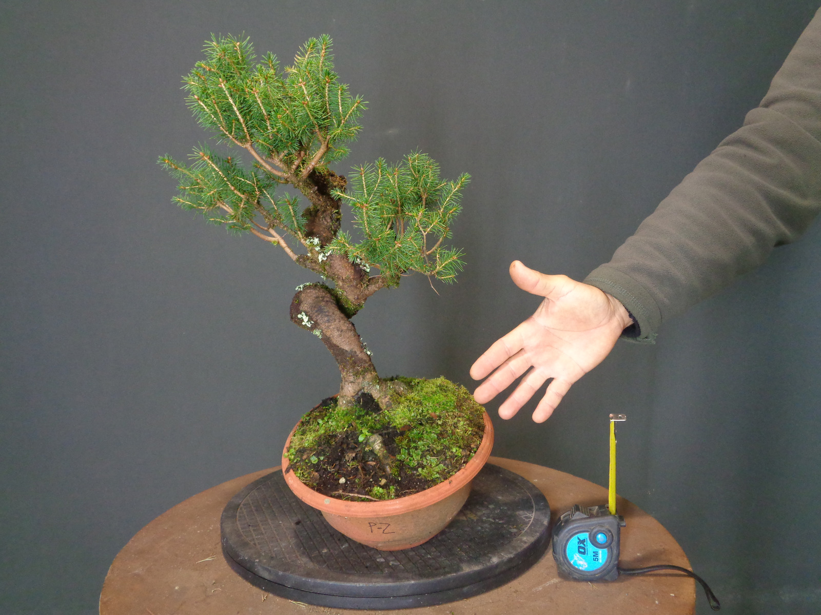 Picea abies