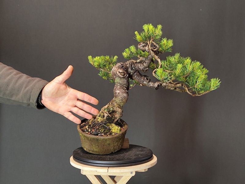 Pinus Sylvestris