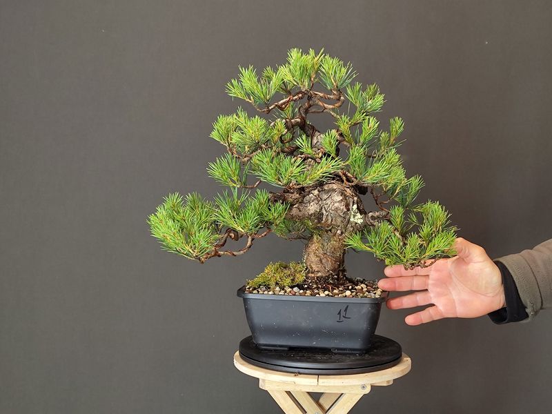 Pinus Sylvestris