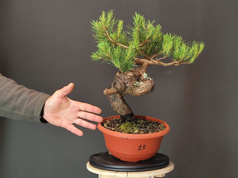 Pinus Sylvestris