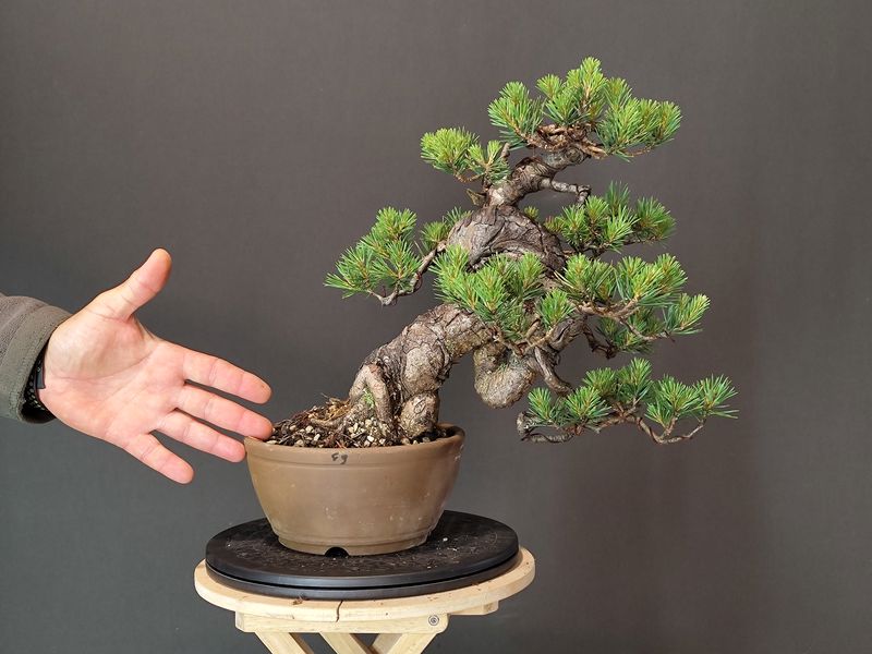 Pinus Sylvestris