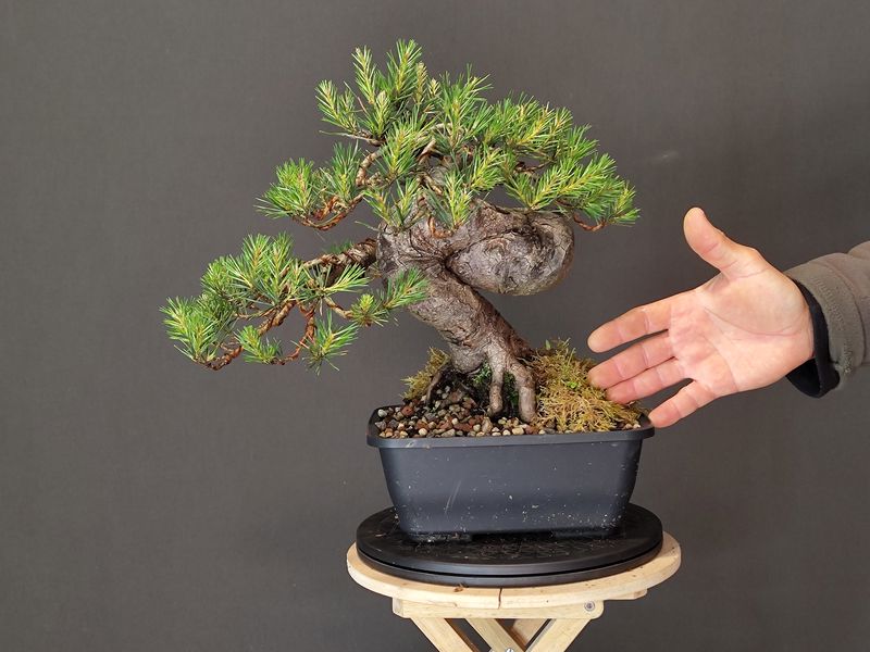 Pinus Sylvestris