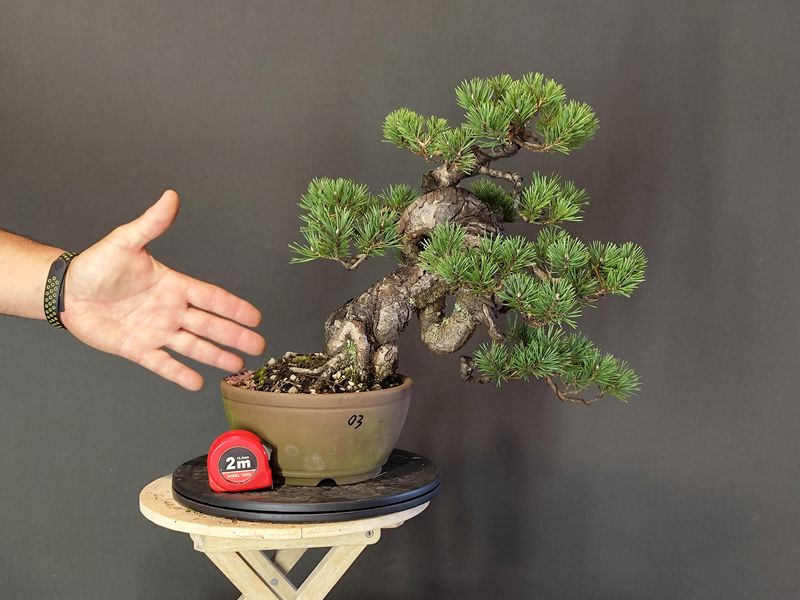 Pinus Sylvestris