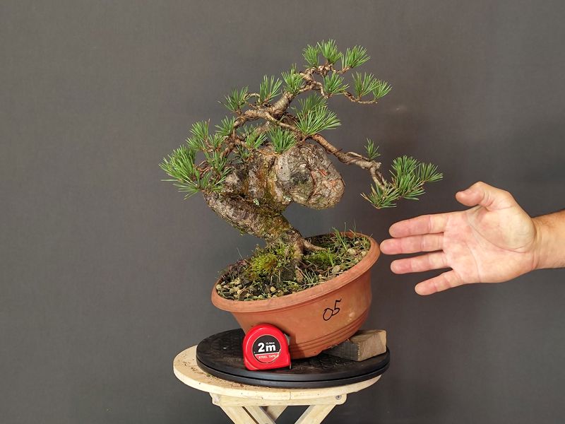 Pinus Sylvestris