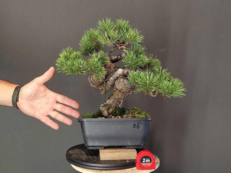 Pinus Sylvestris