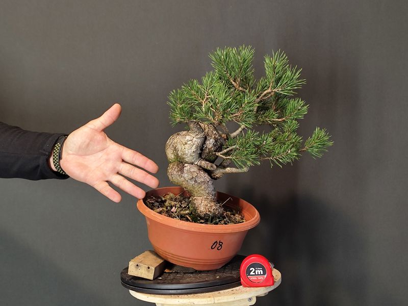 Pinus Sylvestris