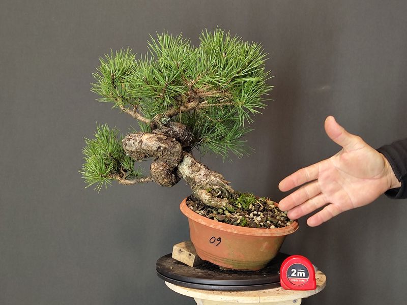 Pinus Sylvestris