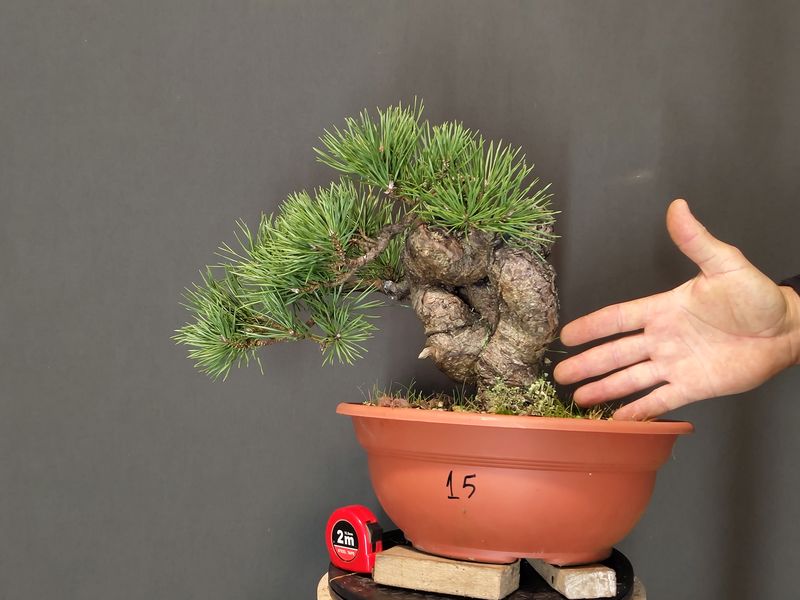 Pinus Sylvestris