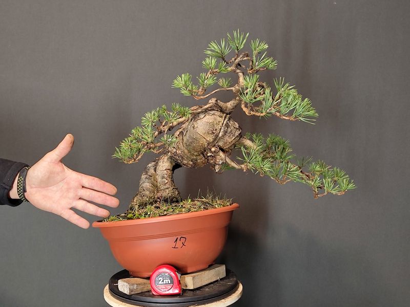 Pinus Sylvestris