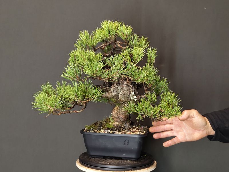 Pinus Sylvestris