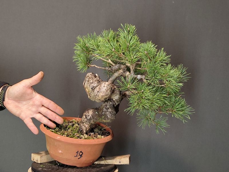 Pinus Sylvestris